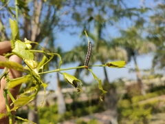 Hasora chromus chromus