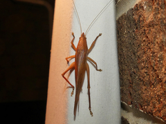 Pyrgocorypha uncinata