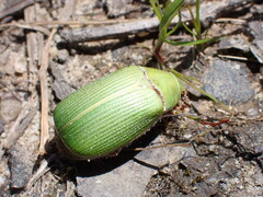 Xylonichus eucalypti