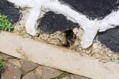 Varanus salvator bivittatus