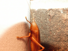 Pyrgocorypha uncinata