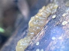 Myxarium nucleatum