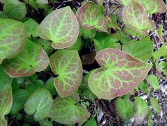 Epimedium × versicolor