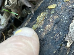 Myxarium nucleatum