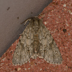 Acronicta rubricoma