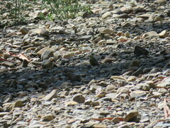 Sicalis olivascens