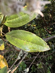 Baccharis prunifolia
