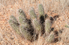 Echinocereus engelmannii fasciculatus