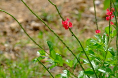 Stachytarpheta mutabilis