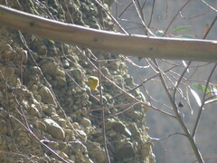 Sicalis olivascens