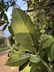 Baccharis prunifolia
