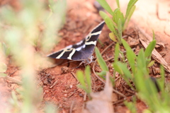 Grammodes ocellata