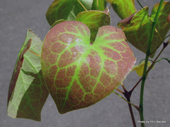 Epimedium × versicolor