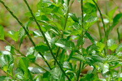 Stachytarpheta mutabilis