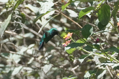 Chlorostilbon melanorhynchus