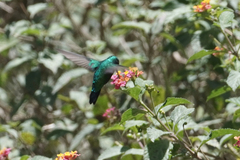 Chlorostilbon melanorhynchus