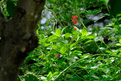 Stachytarpheta mutabilis