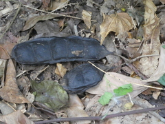 Mucuna gigantea