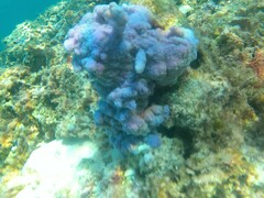 Montipora flabellata