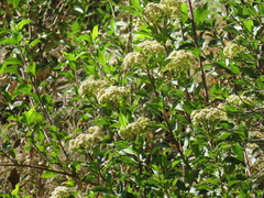Baccharis latifolia