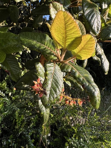 Weinmannia rollottii, photograph 4