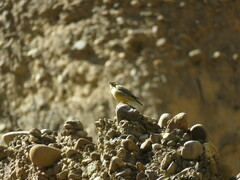Sicalis olivascens