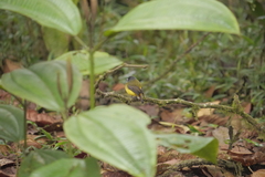Myiotriccus ornatus