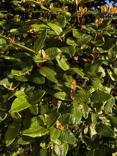Weinmannia rollottii, photograph 3