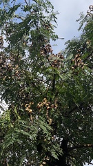 Adenanthera microsperma