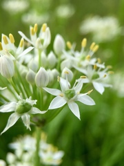 Allium tuberosum