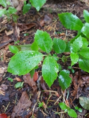 Pseudopanax colensoi