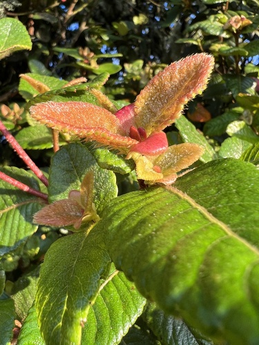 Weinmannia rollottii, photograph 5