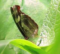 Catonephele nyctimus