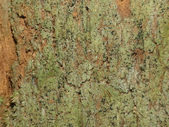 Trapeliopsis viridescens