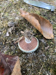 Lactarius paradoxus