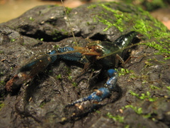 Macrobrachium hancocki