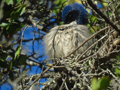 Aphelocoma insularis