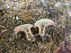 Lactarius paradoxus