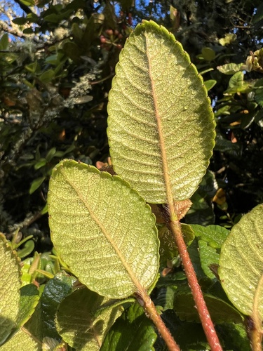 Weinmannia rollottii, photograph 6