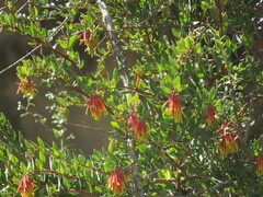 Tristerix penduliflorus