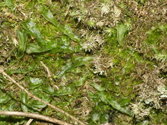 Pallavicinia lyellii