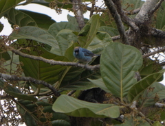 Chalcothraupis ruficervix