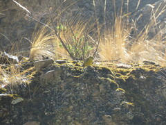 Sicalis olivascens