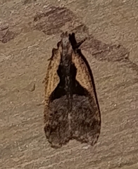 Dichomeris bilobella