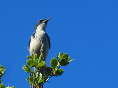Aphelocoma insularis