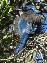 Aphelocoma insularis