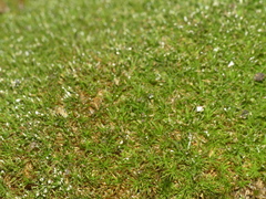 Syrrhopodon texanus