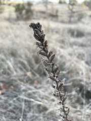 Bellardia viscosa
