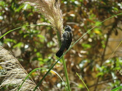 Catamenia analis