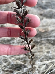 Bellardia viscosa